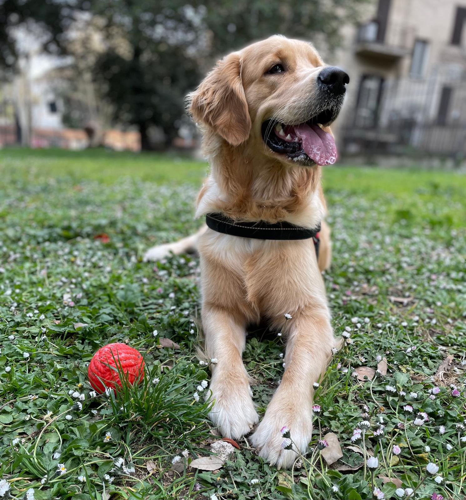 Golden Retriever felice al parco dopo la toelettatura con spazzola FurEase Brush per cani